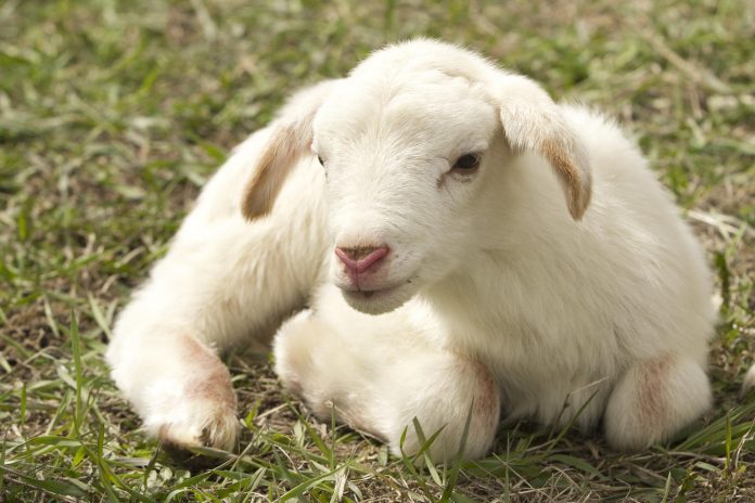 lamb-gef3f8c15d_1920