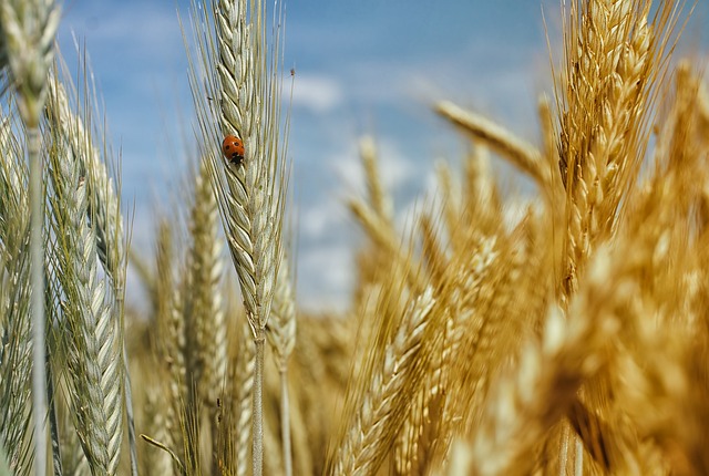 grain-field-gcd538e5b8_640