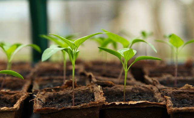 seedling-gd31a1c507_640