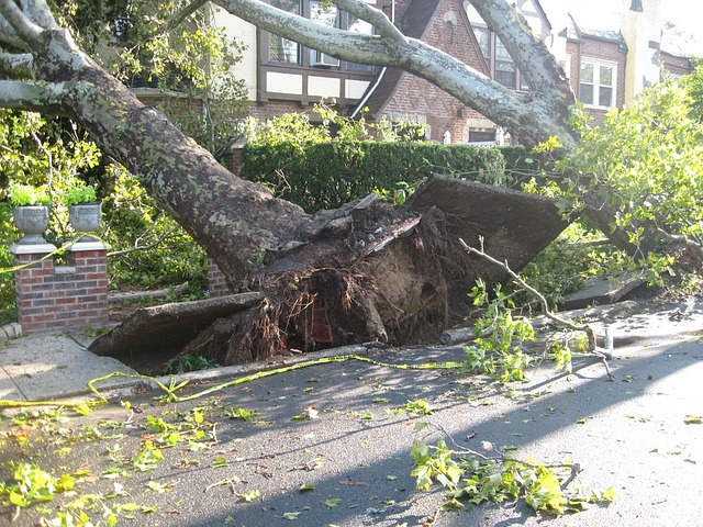 tree-g543254679_640
