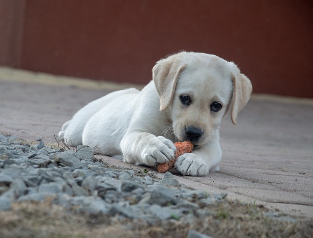 dog-4203732_640