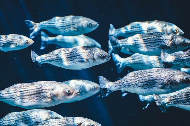 fish-1839706_640