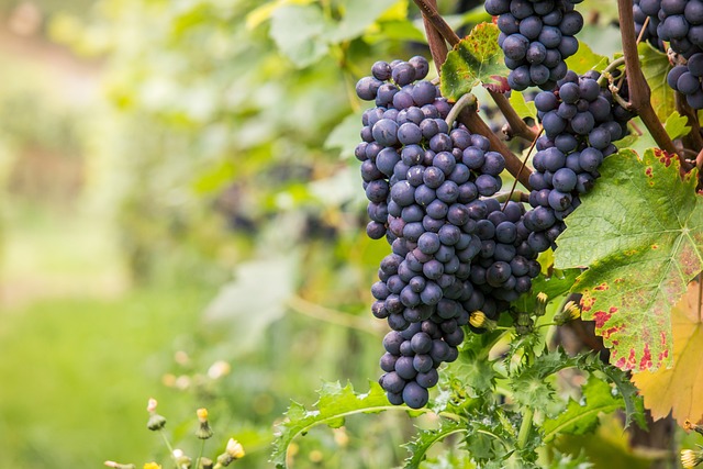 wine-980218_640
