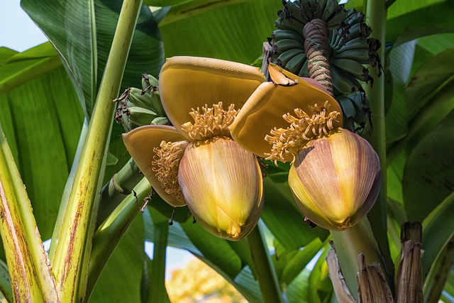 banana-flower-4441425_640