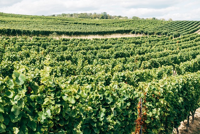 vines-5578493_640