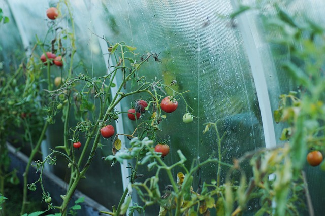 tomatoes-1180852_640