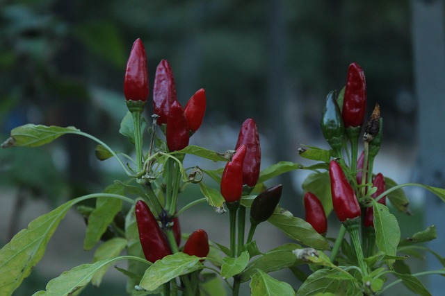 red-pepper-2831863_640