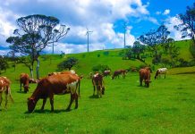 Грција воведува микрочипови за следење на добитокот по скандалот со земјоделските субвенции