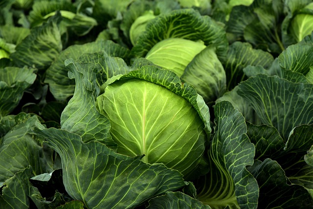 cabbage-3722517_640
