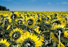 Сончогледот и тутунот ги „спасуваат“ бројките во македонското земјоделство