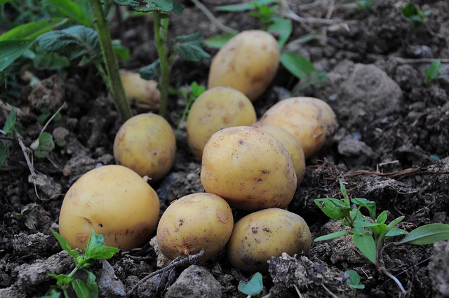 fotorain-potatoes-3429379_640