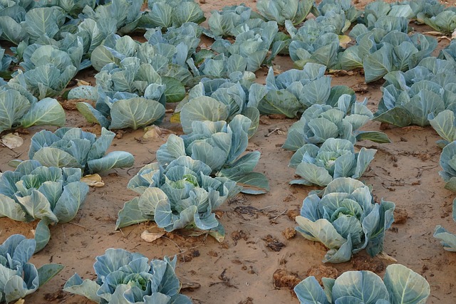 sarangib-cabbage-4924994_640
